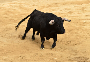 toro negro español en una plaza de toros durante un espectaculo de toreo