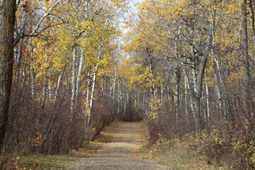 Haze Of Autumn On The Trail, William Hawrelak Park, Edmonton, Alberta