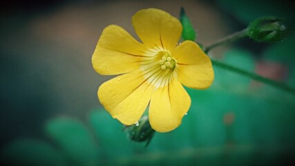 Fototapeta premium small flower in my garden