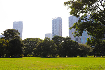 Fototapeta premium central park new york