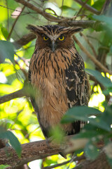 Closeup Buffy fish owl perched on a tree branch