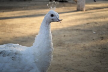portrait of white peacock, beautiful, natural, wildlife