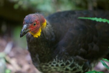 wild turkey in Australian park