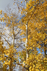 Golden Poplar Tree, William Hawrelak Park, Edmonton, Alberta