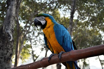 colorful macaw relaxing on tree trunk, blur background 