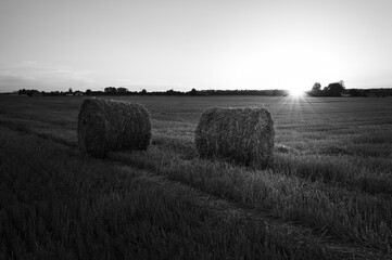 siano © Anastazja