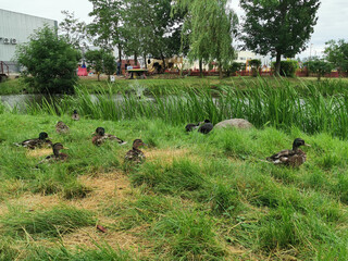 Ducks walk on the green grass near the lake in summer weather. Photography of birds for advertising, websites, posters, booklets, travel.