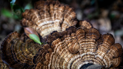 Brown poisonous mushroom or fungi growing on a tree trunk in a tropical forest