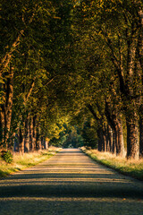 Beautiful alley lit by the morning sun from the side with cobbled street