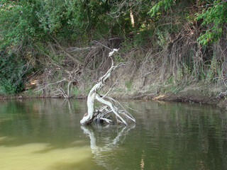 Tree trunks polished by Danube waters