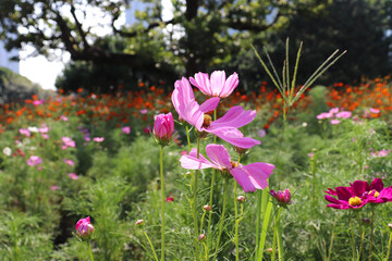 ピンクの花 コスモス畑