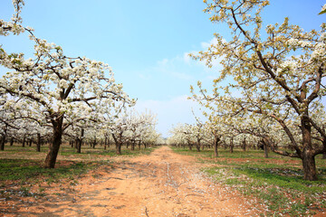 Pear trees blossom in spring