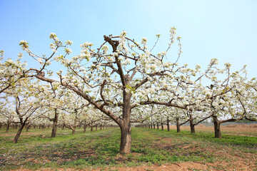 Naklejka premium Pear trees blossom in spring