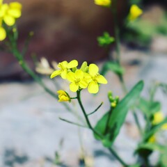 yellow flowers in the garden