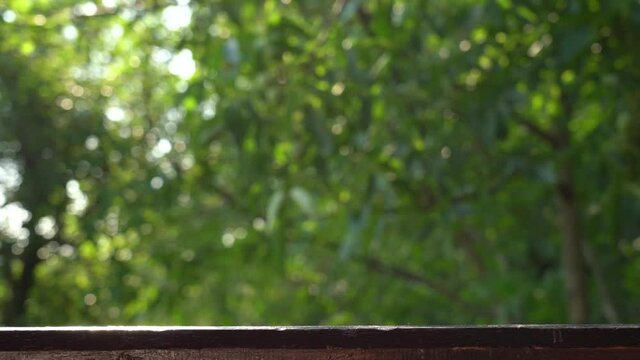 Green natural blurry sunny background and brown wooden display