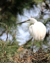 중대백로가 보이는 아름다운 풍경