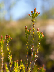 heather in the forest