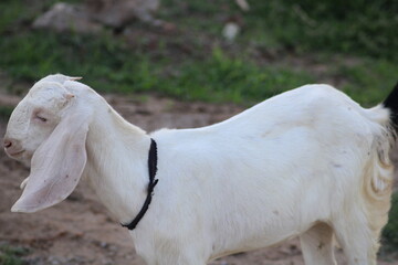 Obraz na płótnie Canvas goat of indian breed standing in animal farm