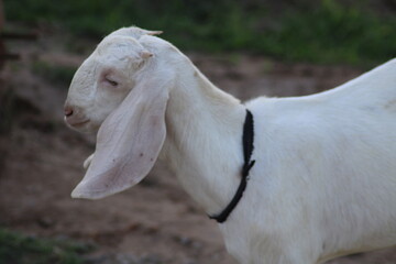 Fototapeta premium goat close head view of a lovey white goat of indian breed