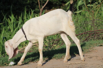 white goat from indian breed of goats a domestic dairy animal