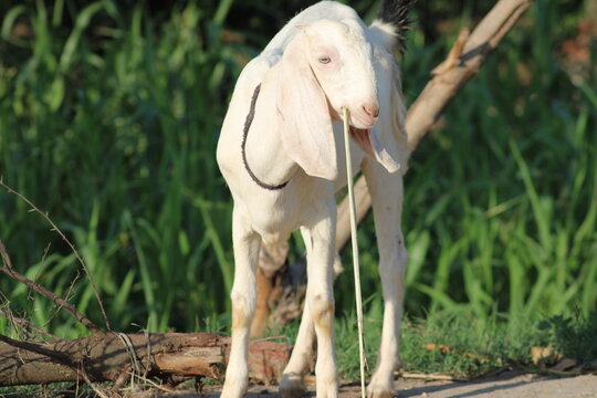 white goat from indian breed of goats a domestic dairy animal