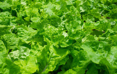 Close-up of Fresh green Lettuce leaves on a garden in the vegetable field. Salad green leaf nature texture background.