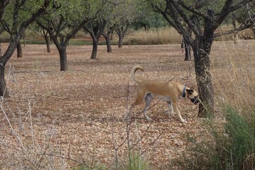 Dog in Almond Orchard Landscape