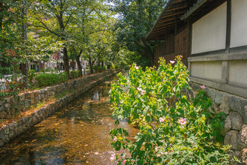 京都、高瀬川と芙蓉の花が咲く夏の風景