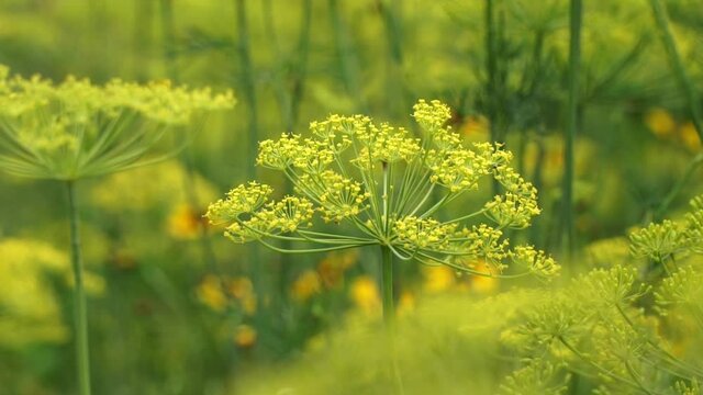 Close up of medicinal herb fennel. Green grass nature background. Healing herb decoction and Phytotherapy concept