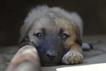 Emotional dog
