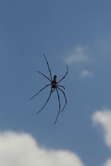 Spider with pretty color close up picture