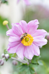 Obraz premium Biene auf Blume