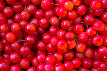 Red berries of potassium close-up 