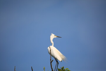 중대백로가 보이는 아름다운 풍경