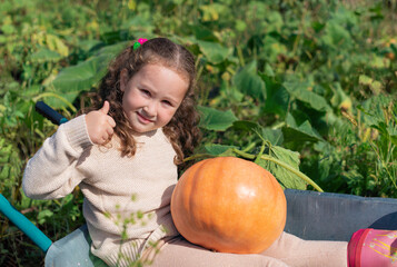 Fototapeta premium Cute little girl sitting with a pumpkin in a garden cart. The child is happy that he found a pumpkin in the garden