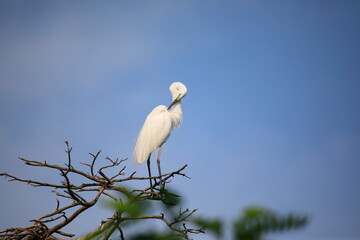 중대백로가 보이는 아름다운 풍경