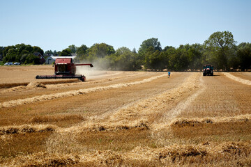 A harvester and a tractor harvesting rye on a field in Denmark. Blue sky and forest in the...
