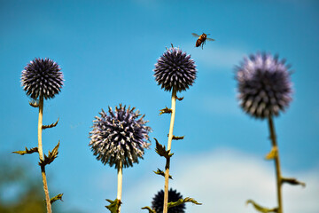 Obraz premium A bee collecting pollen from a thistle. Four flowers and blue sky
