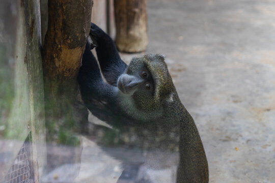 Long-tailed monkey in the zoo