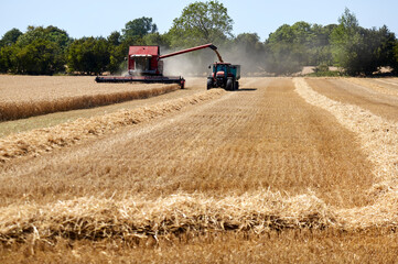 A harvester and a tractor harvesting rye on a field in Denmark. Blue sky and forest in the...