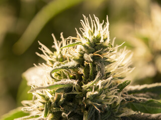Naklejka na ściany i meble Macro photo of CBD cannabis flower with resin