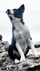 Adorable border collie puppy sitting on a rock with the sea in the background