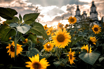 Sunflower field in the background of the church and the cloudy sky.