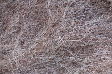 Animal fur texture or background. Macro shot. Selective focus.