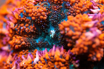 Beautiful mushroom lps coral in coral reef aquarium tank. Macro shot. Selective focus.