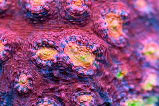 Beautiful chalice lps coral in coral reef aquarium tank. Macro shot. Selective focus.