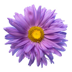 Aster alpinus isolated on white background,Aster alpinus purple violet flowers in bloomAster alpinus purple violet flowers in bloom, Alpine aster flowering mountain plant