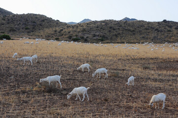 Herd of goats grazing in an arid landscape with hills