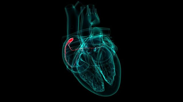 Heart Anatomy SA Sinoatrial Node For Medical Concept 3D