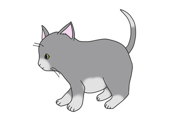 グレーの子猫